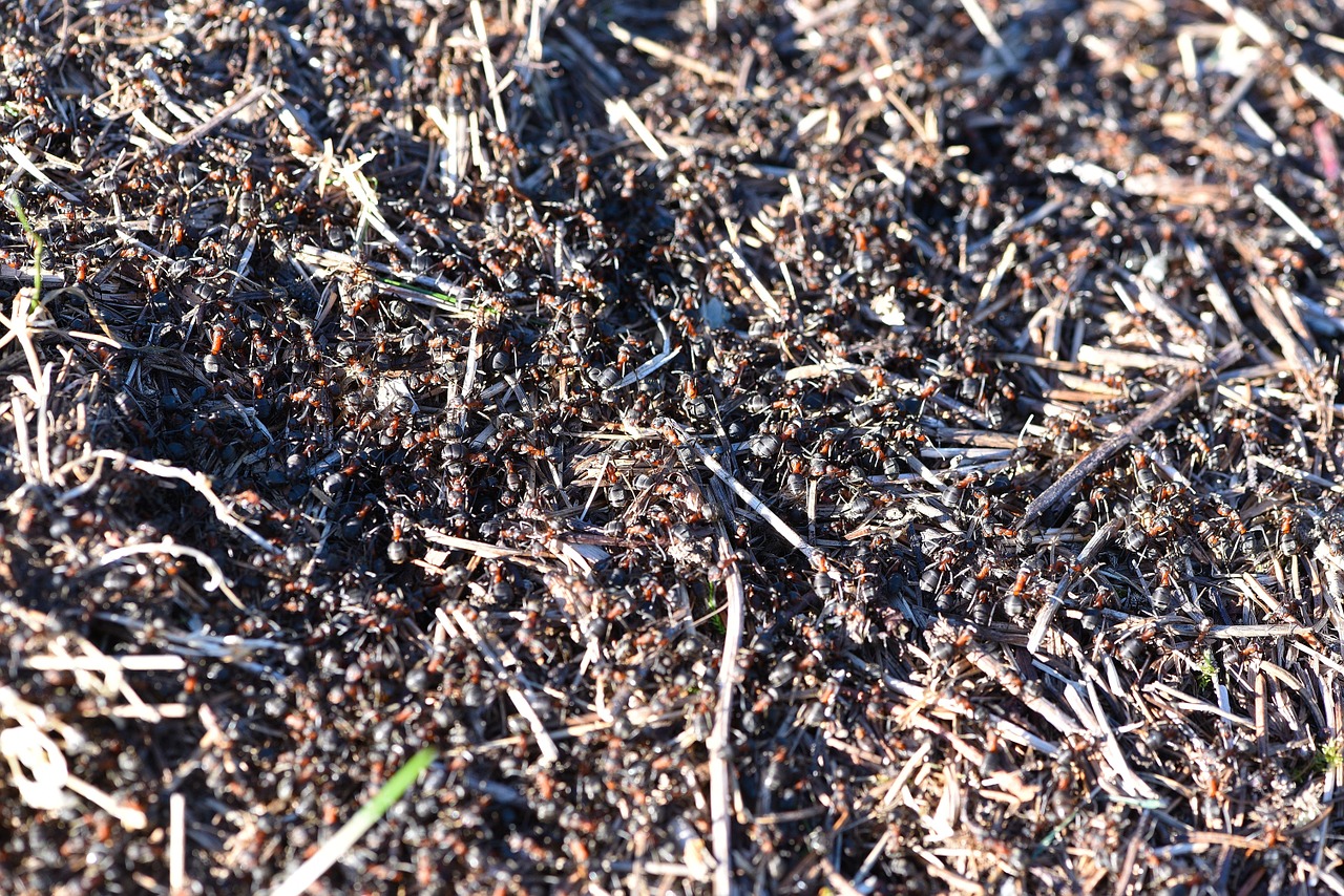 ants anthill nature free photo