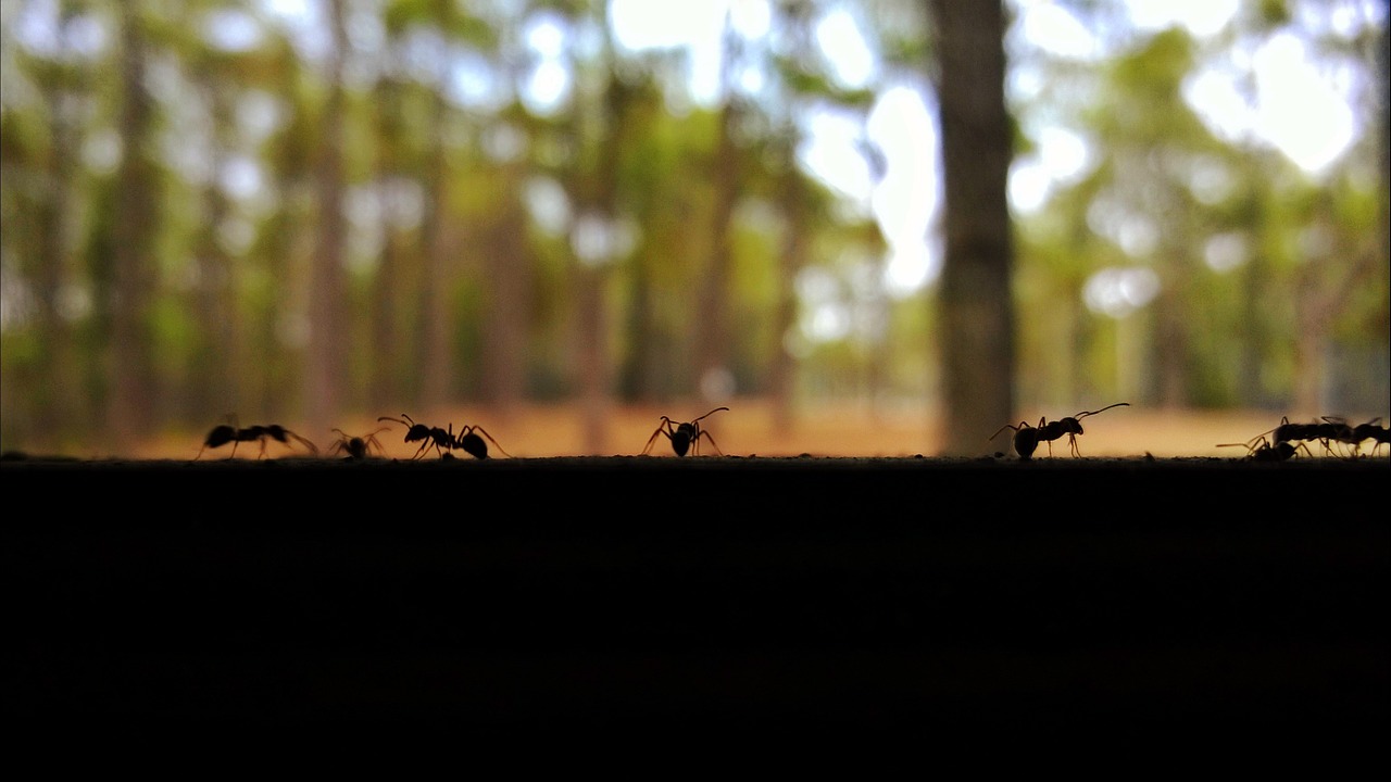 ants insects chiang mai thailand free photo