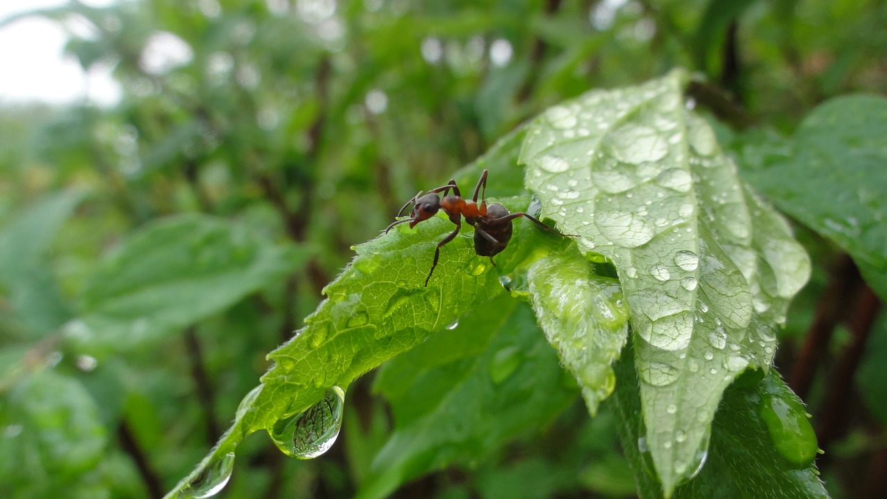 ants nature water free photo