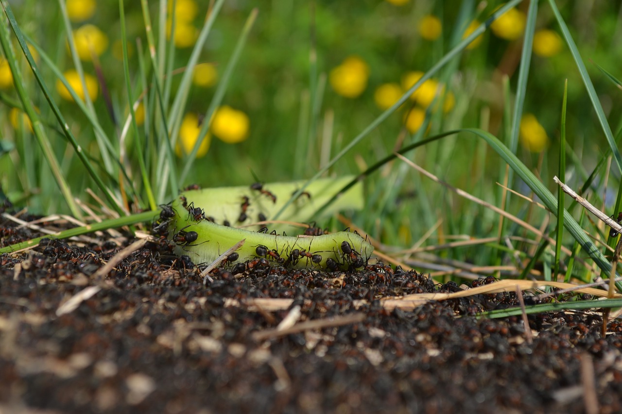 ants plants nature free photo