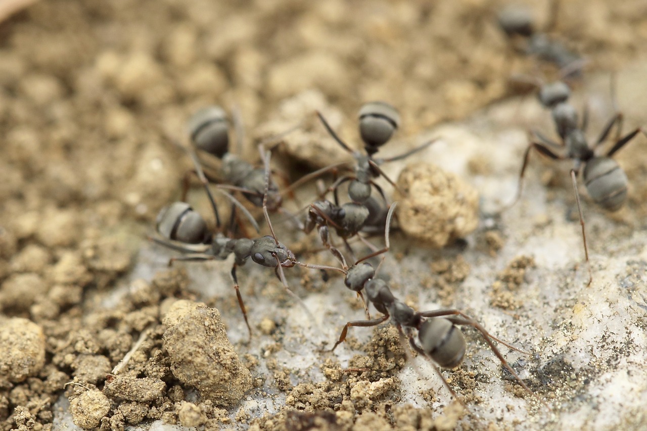 ants insect macro free photo