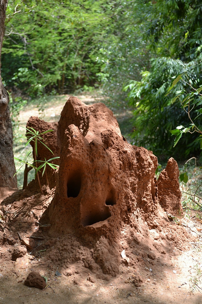ants nest snake nest danger free photo