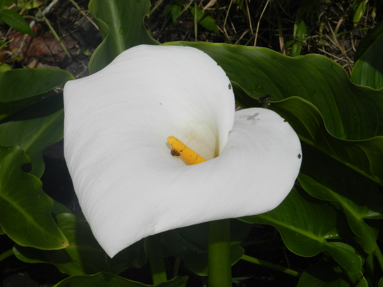 anturio  flower  cartridge free photo