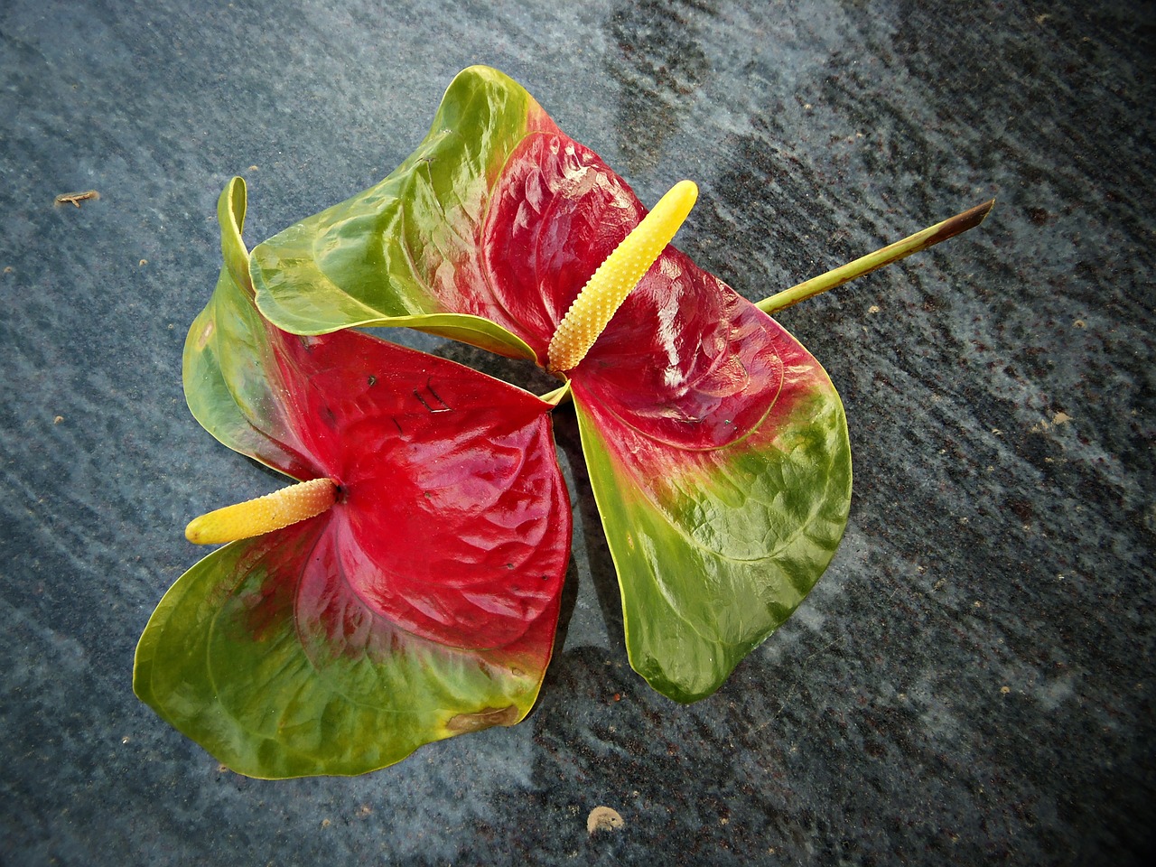 anturio flowers marble free photo