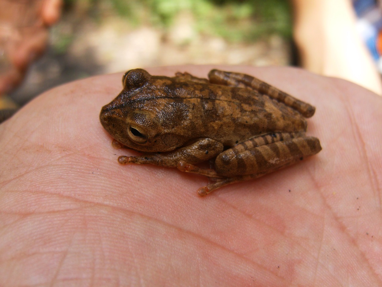 anuran frog amphibian free photo