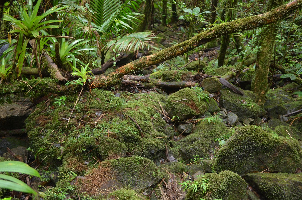 forest anvil stone forest free photo