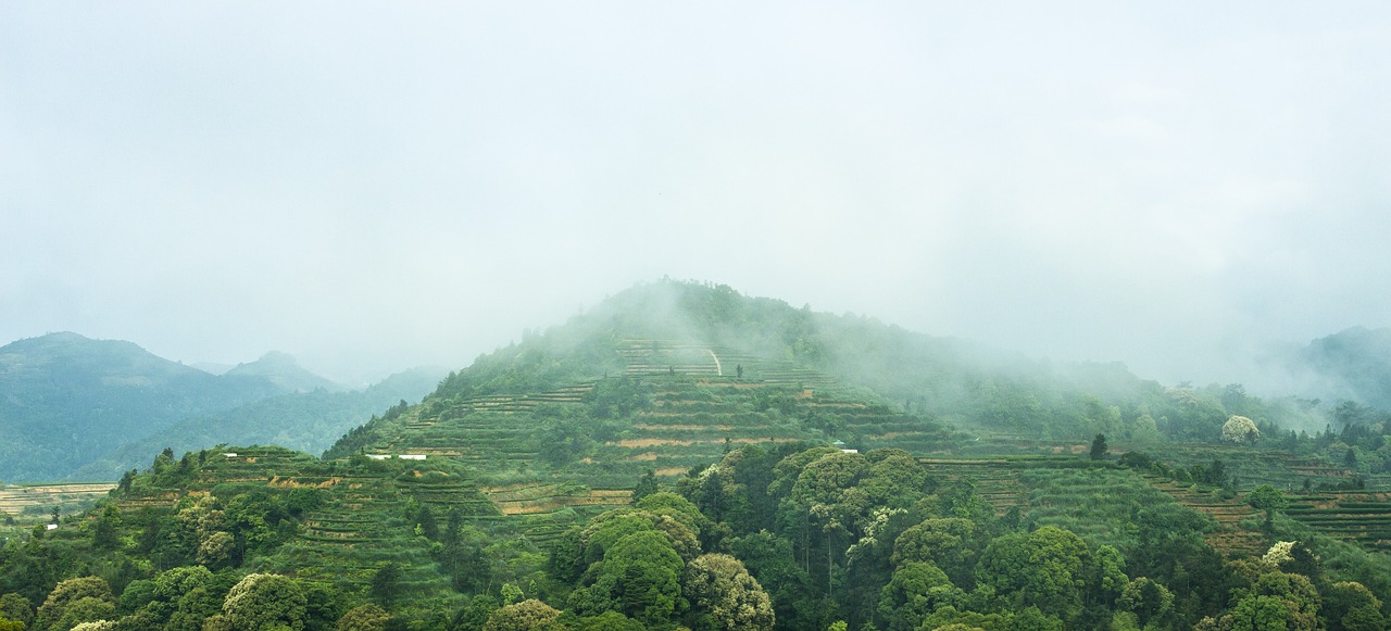 anxi tieguanyin tea mountain tea tea free photo