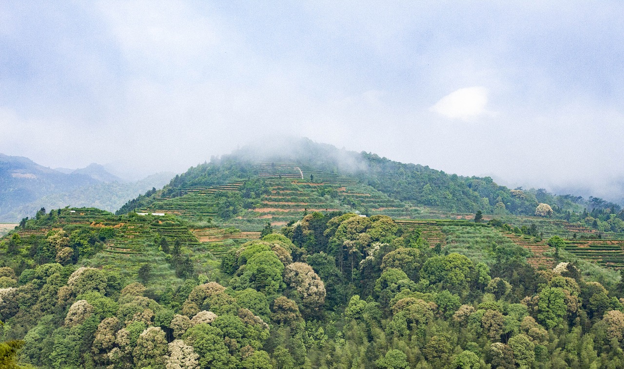 anxi tieguanyin tea mountain tea tea free photo