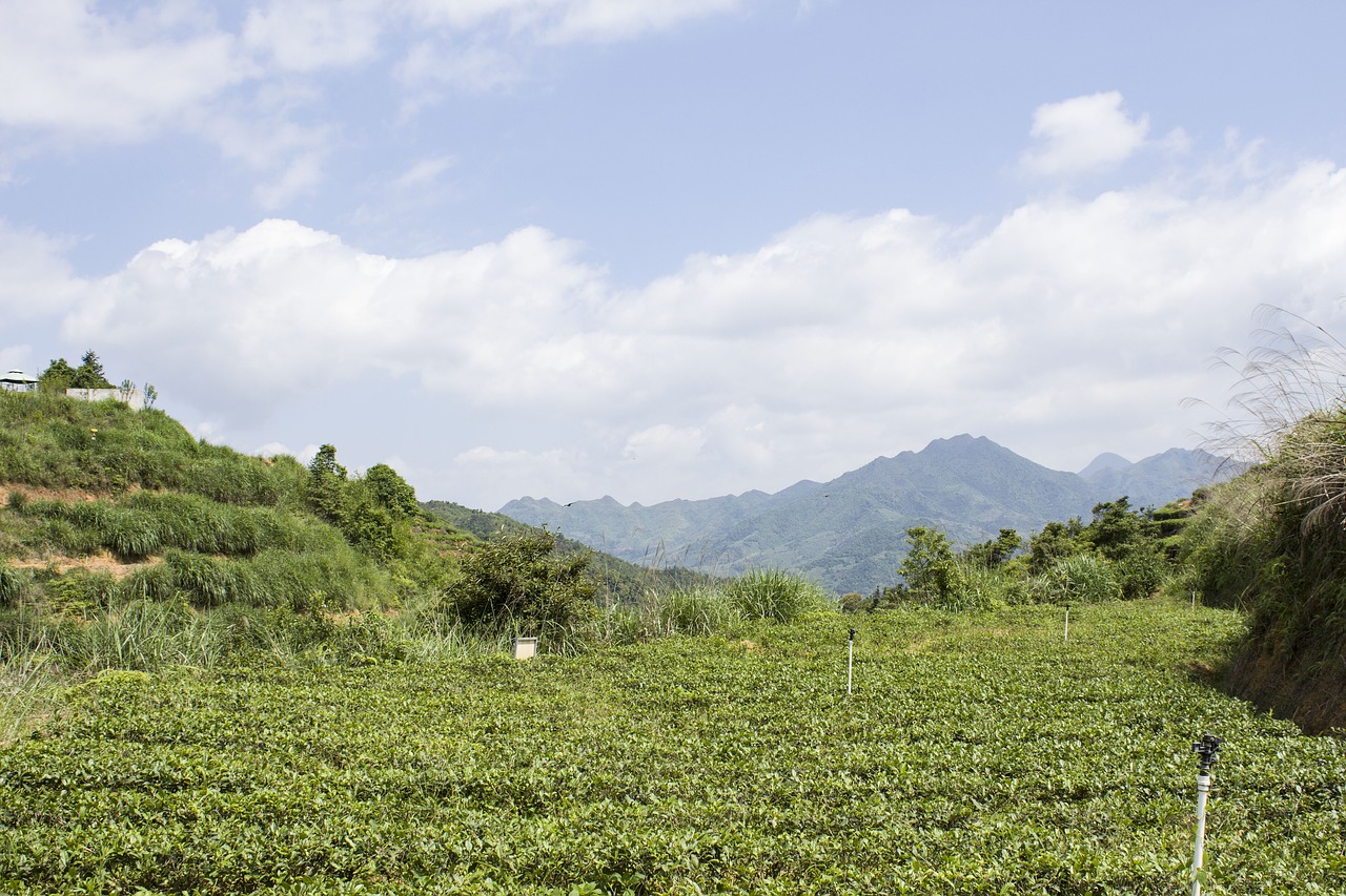 anxi tieguanyin tea mountain tea ecological tea garden free photo