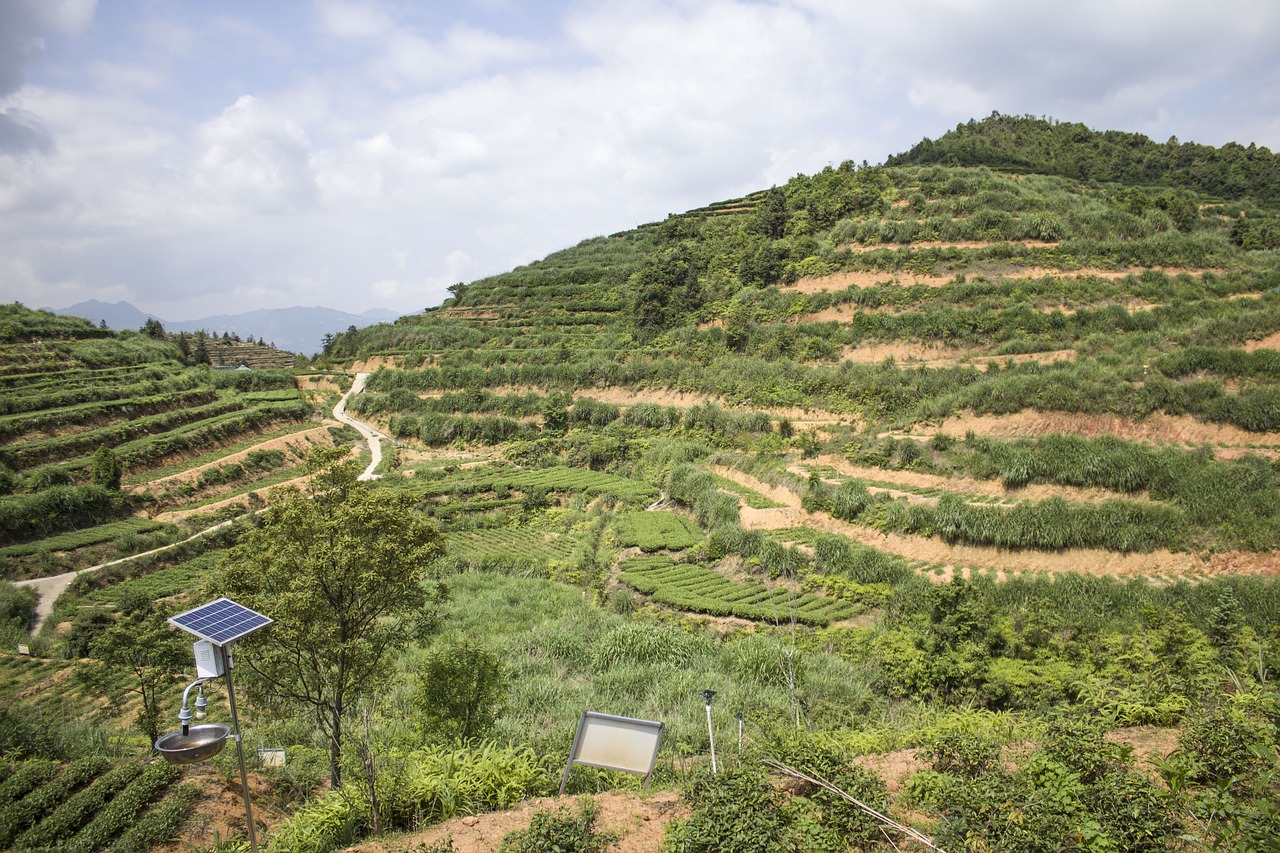 anxi tieguanyin tea mountain tea ecological tea garden free photo