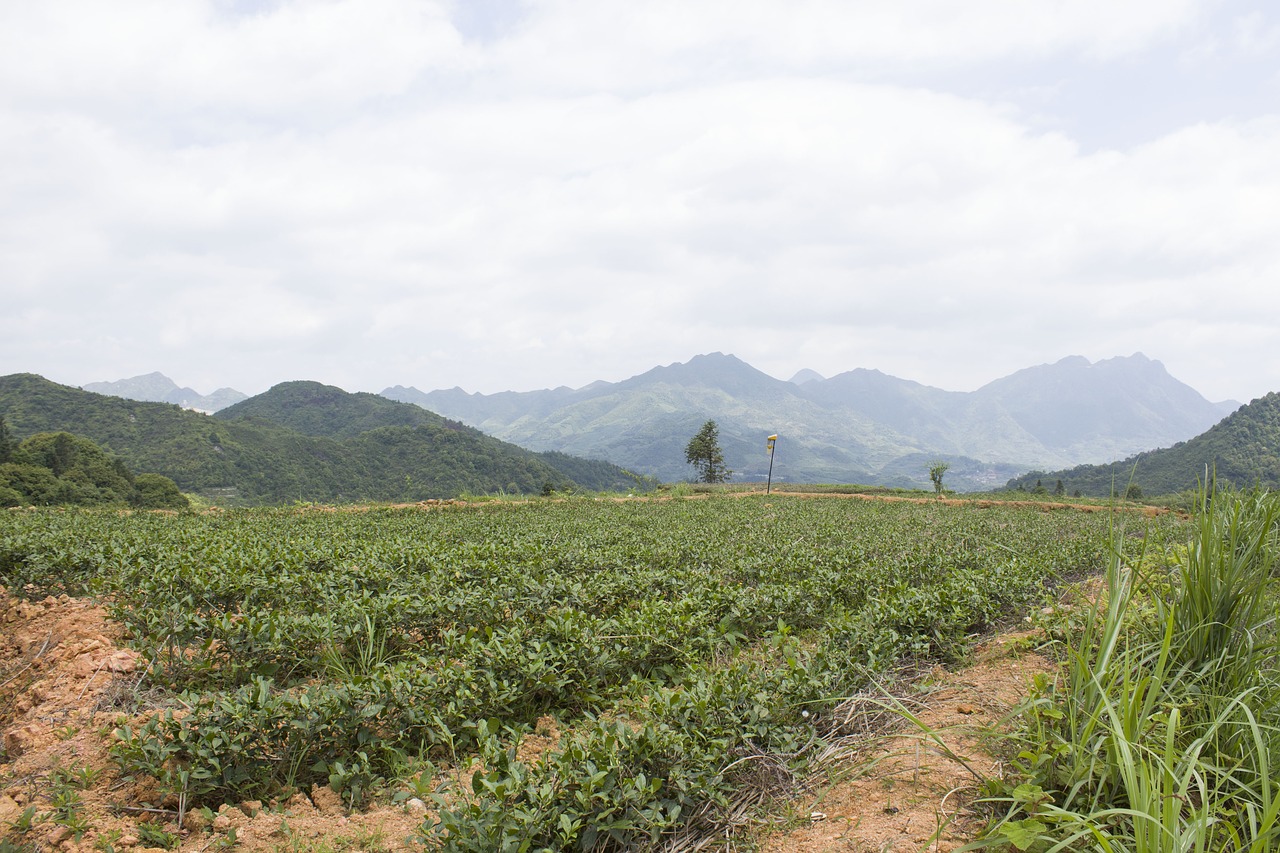 anxi tieguanyin tea mountain tea ecological tea garden free photo