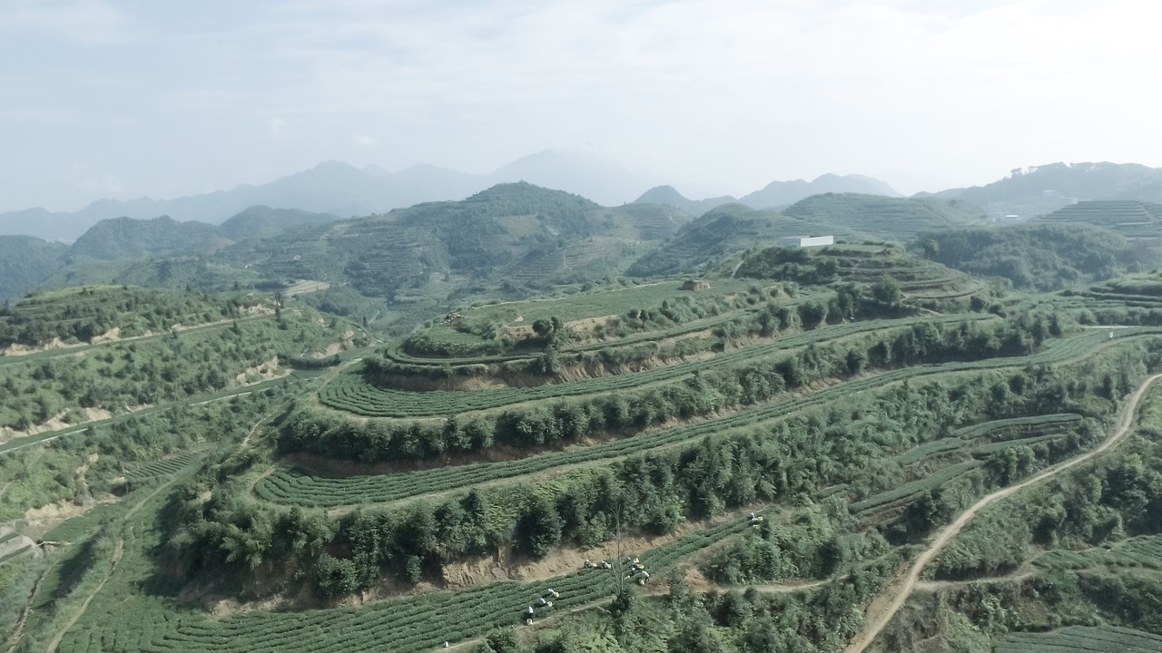 anxi tieguanyin tea mountain tea ecological tea garden free photo