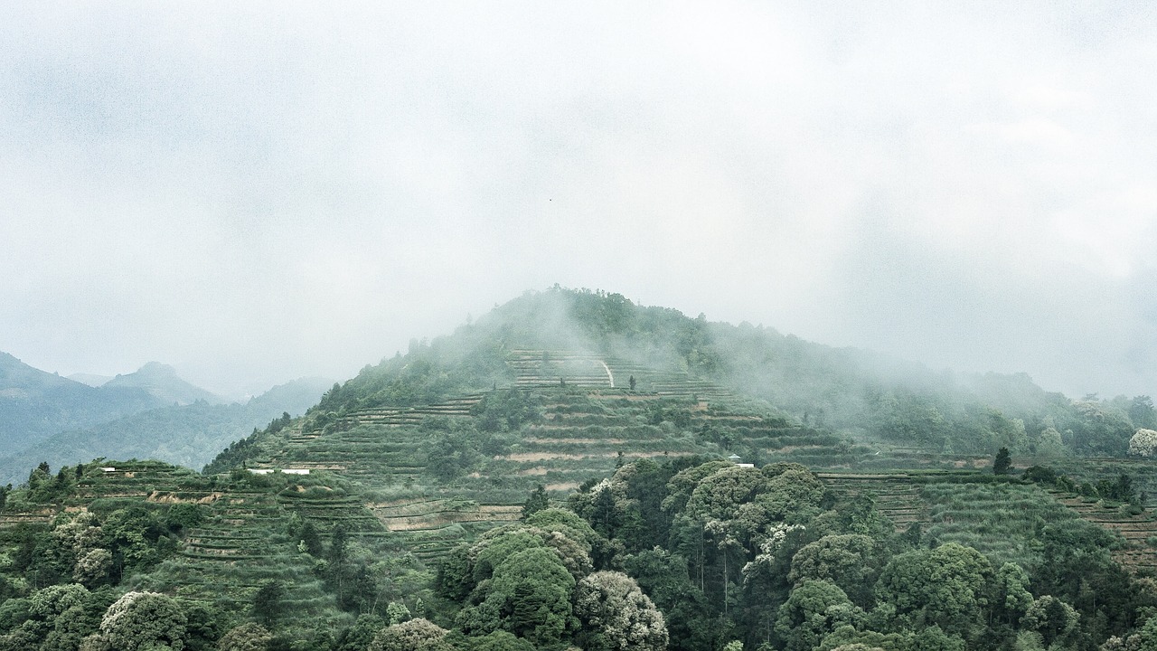 anxi tieguanyin tea mountain tea ecological tea garden free photo