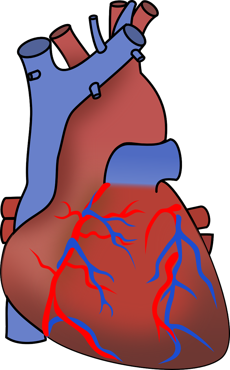aorta artery blood free photo