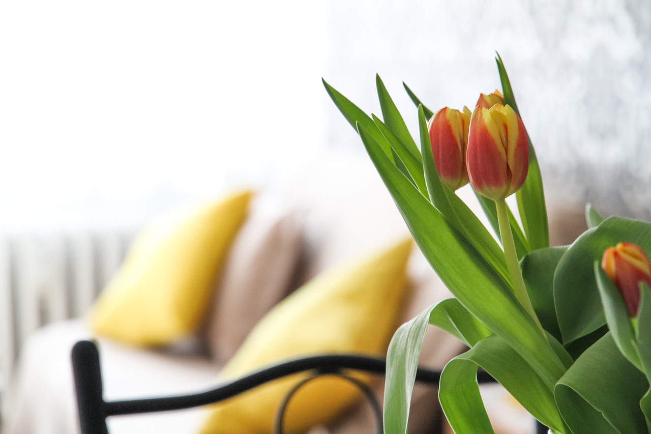 apartment flowers tulips free photo