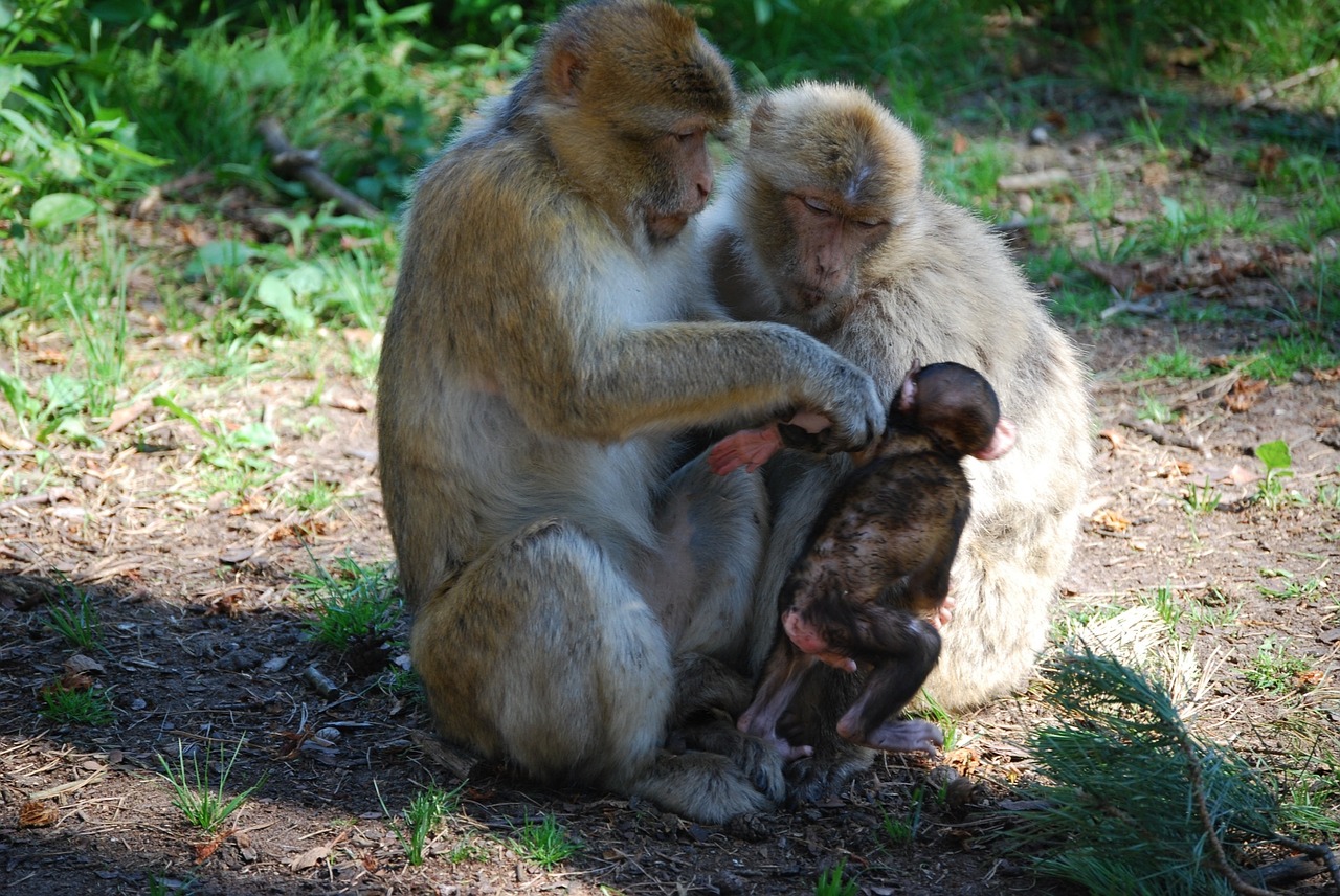 ape berber monkeys family free photo