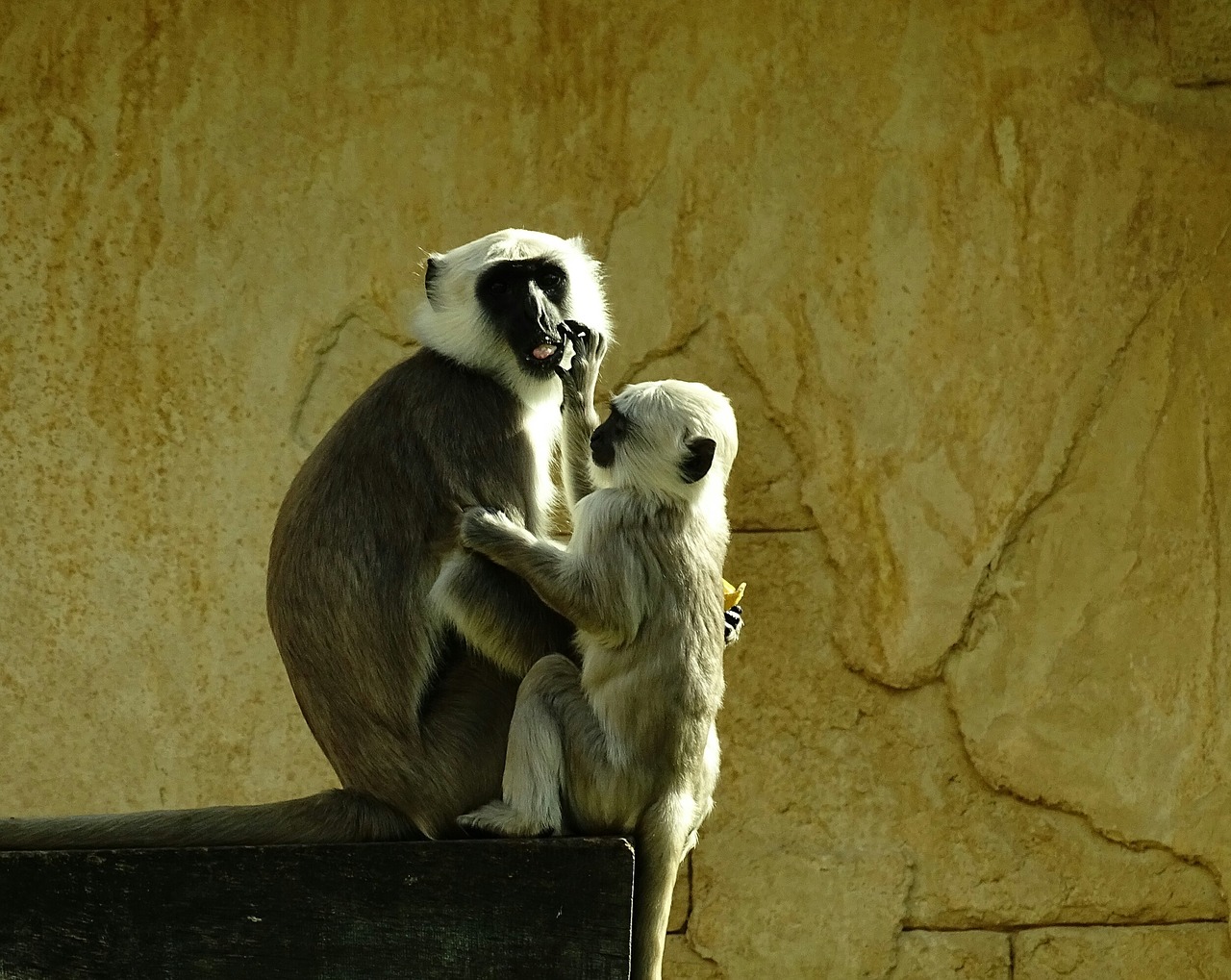 ape child mother and child free photo