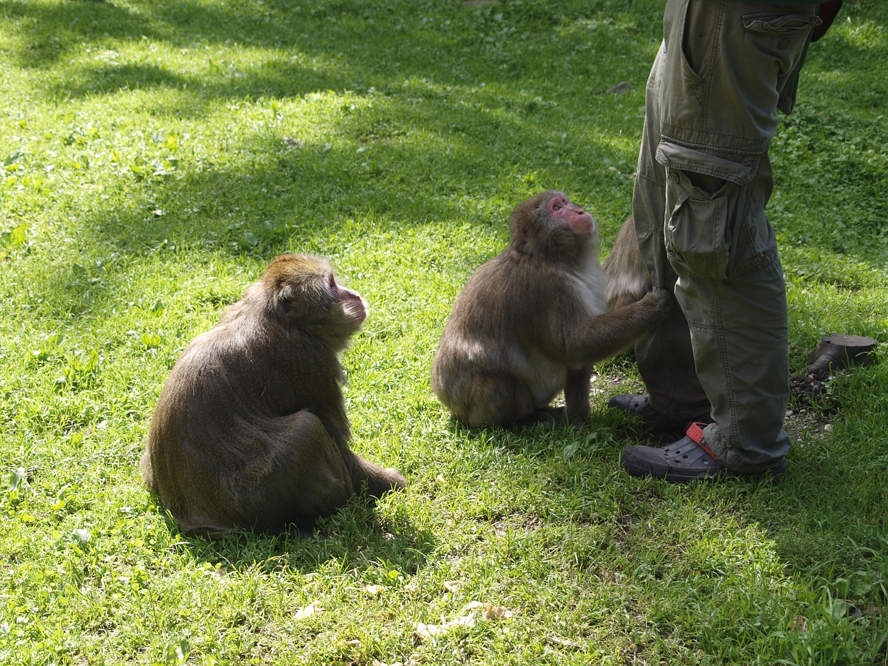 ape feed begging free photo