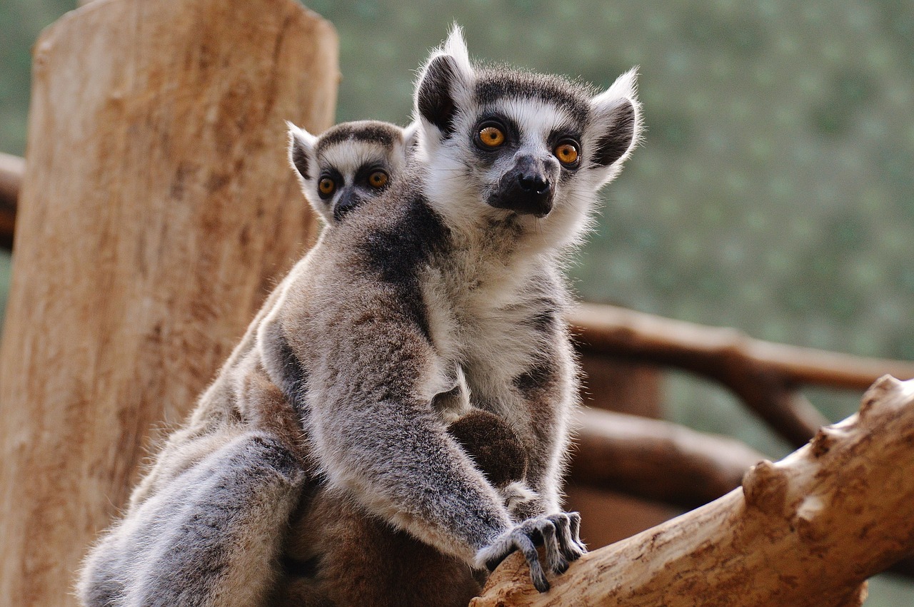 ape lemur animal world free photo