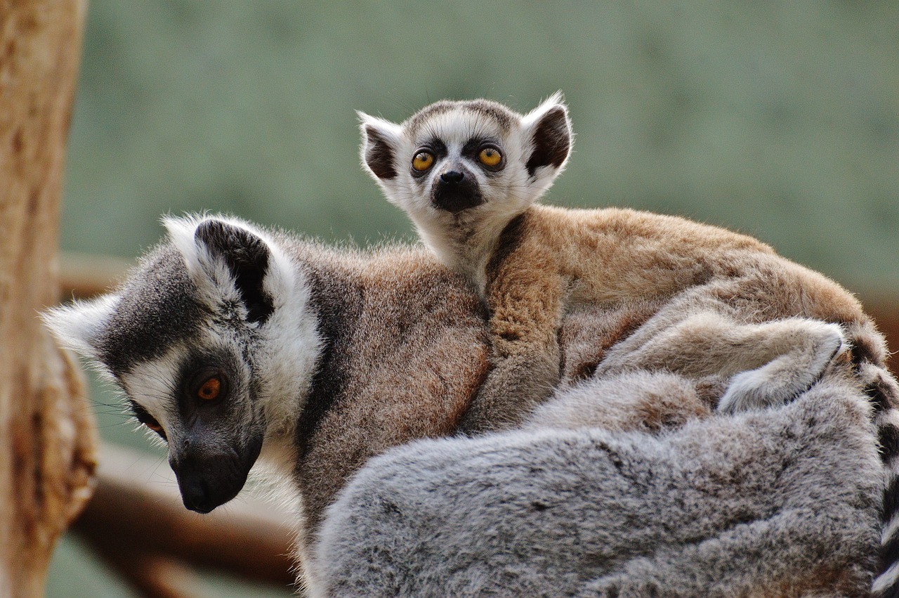 ape lemur animal world free photo