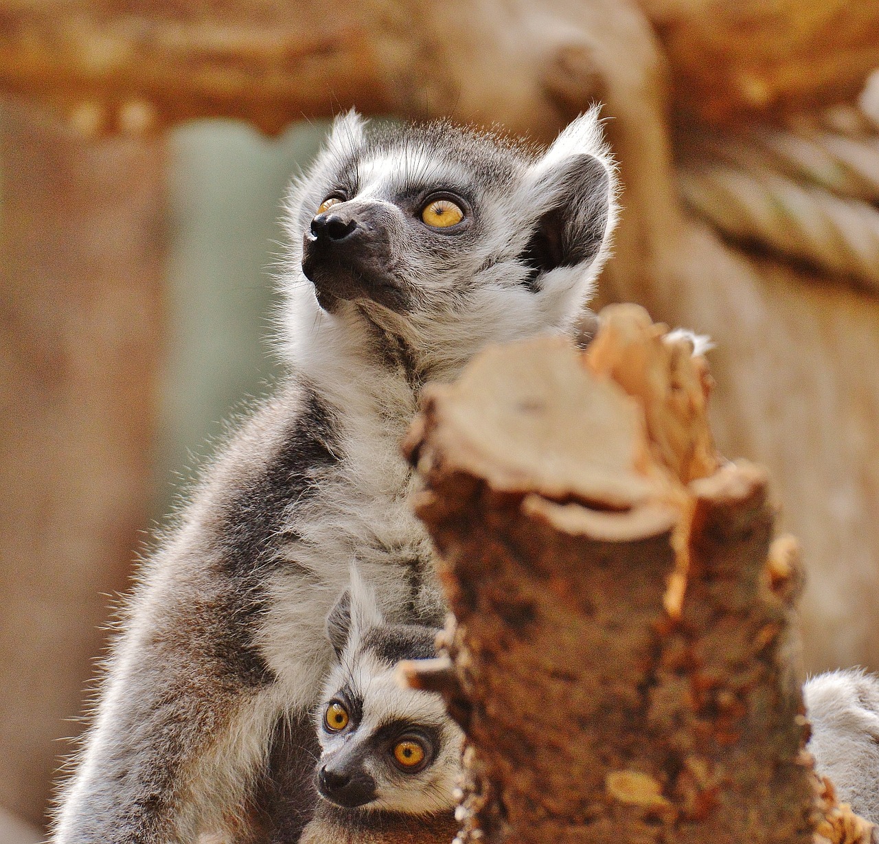 ape lemur animal world free photo