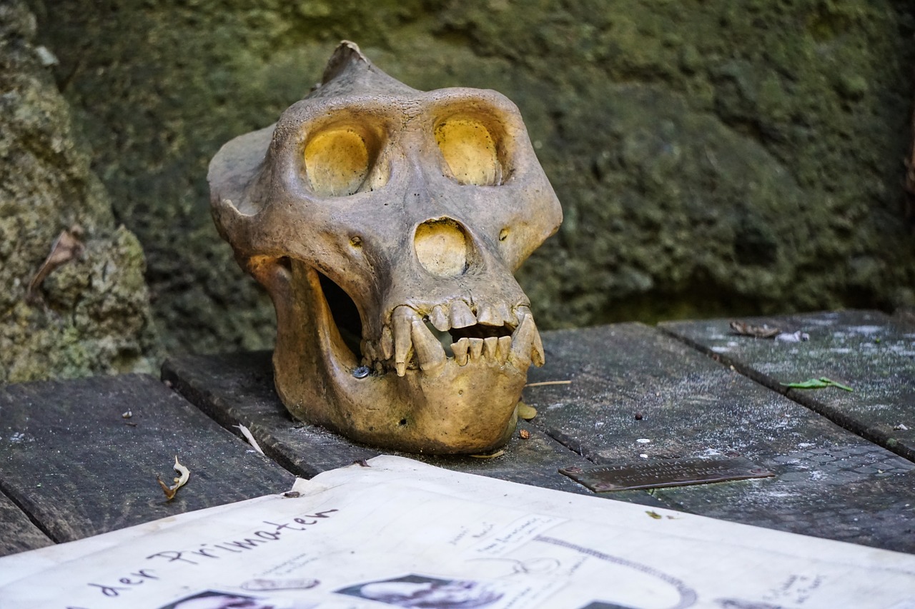 ape skull skeleton free photo