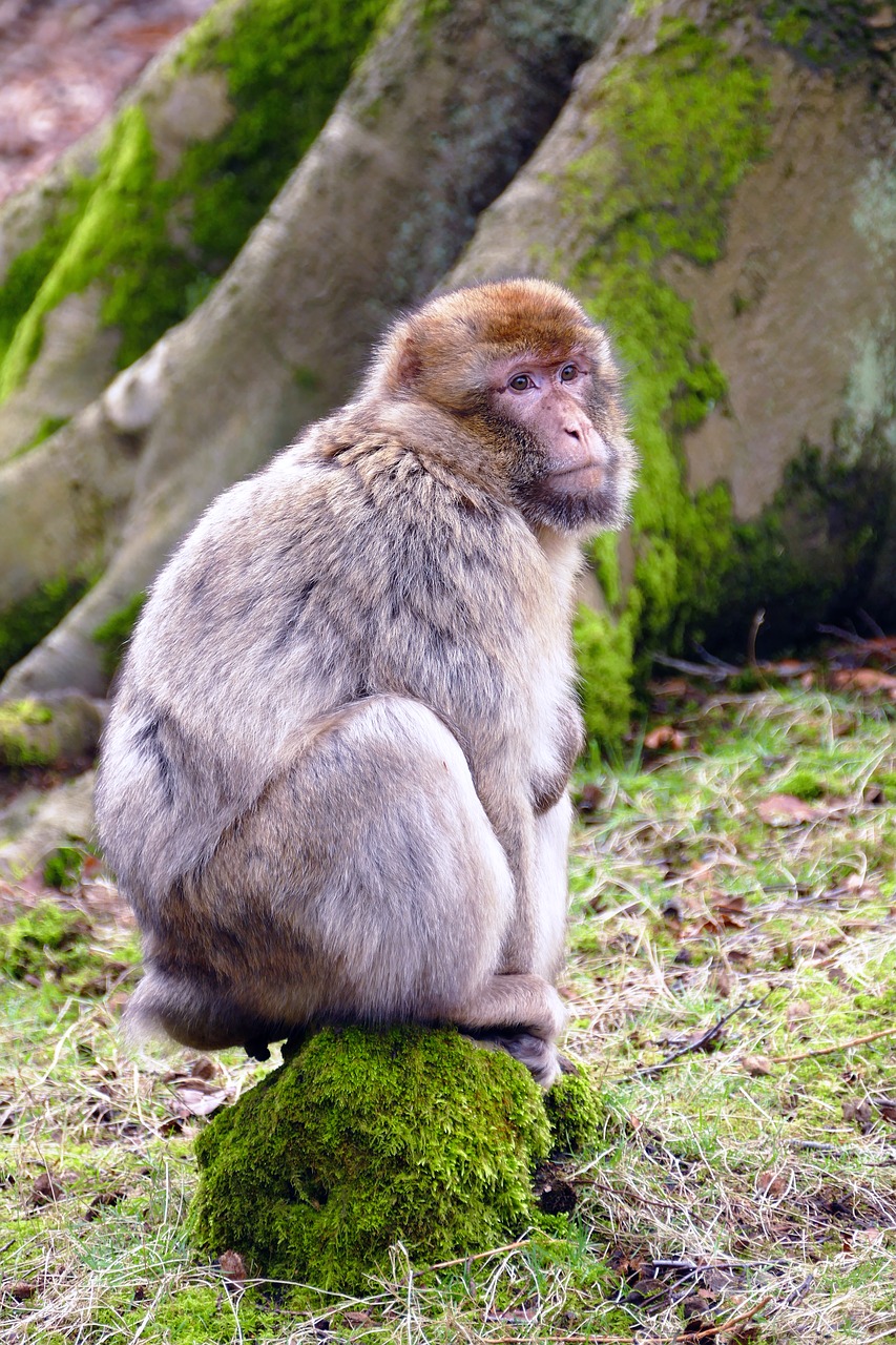 ape monkey animal free photo