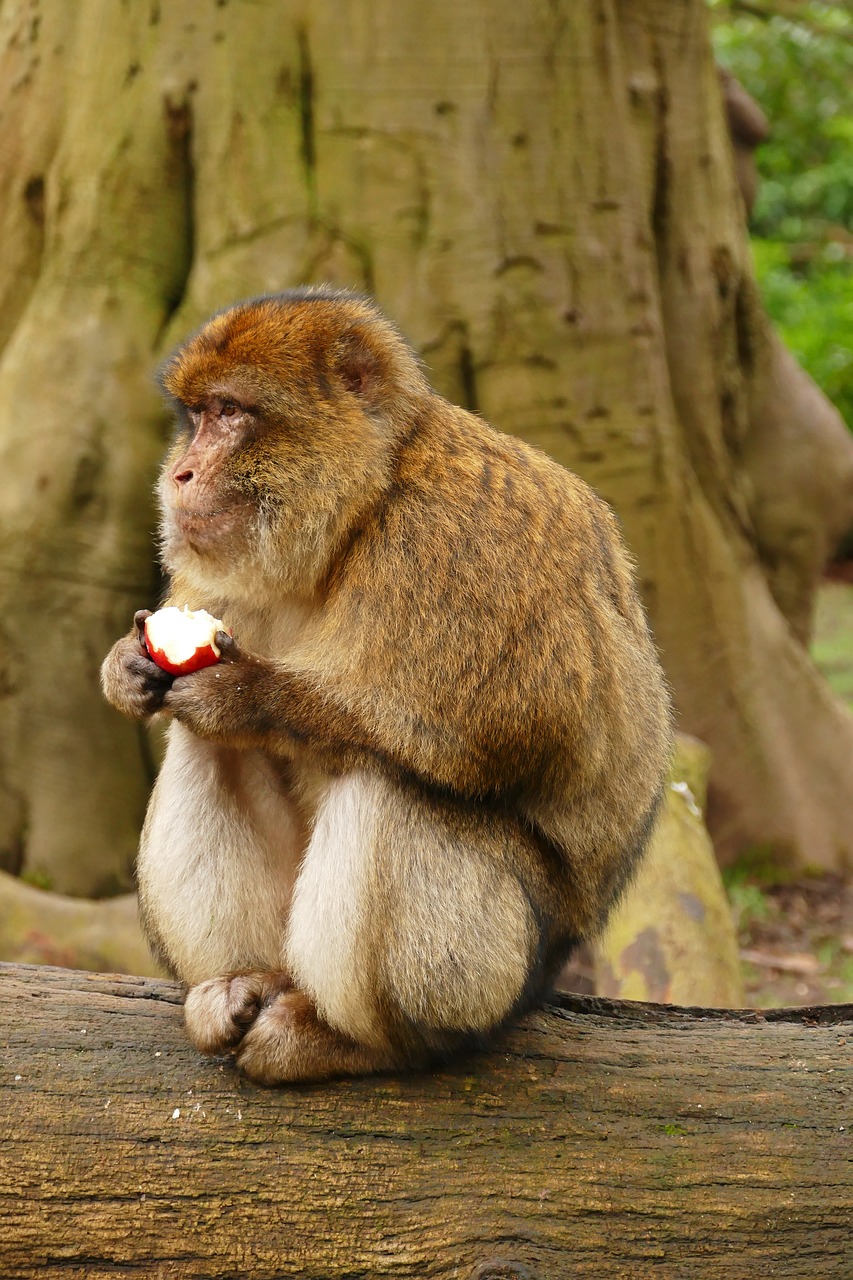ape monkey animal free photo