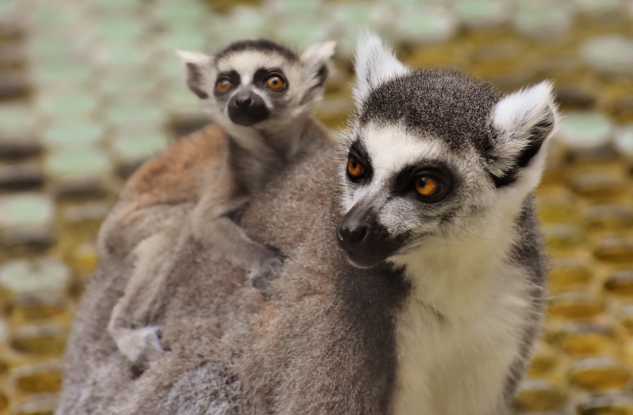 ape lemur cute free photo