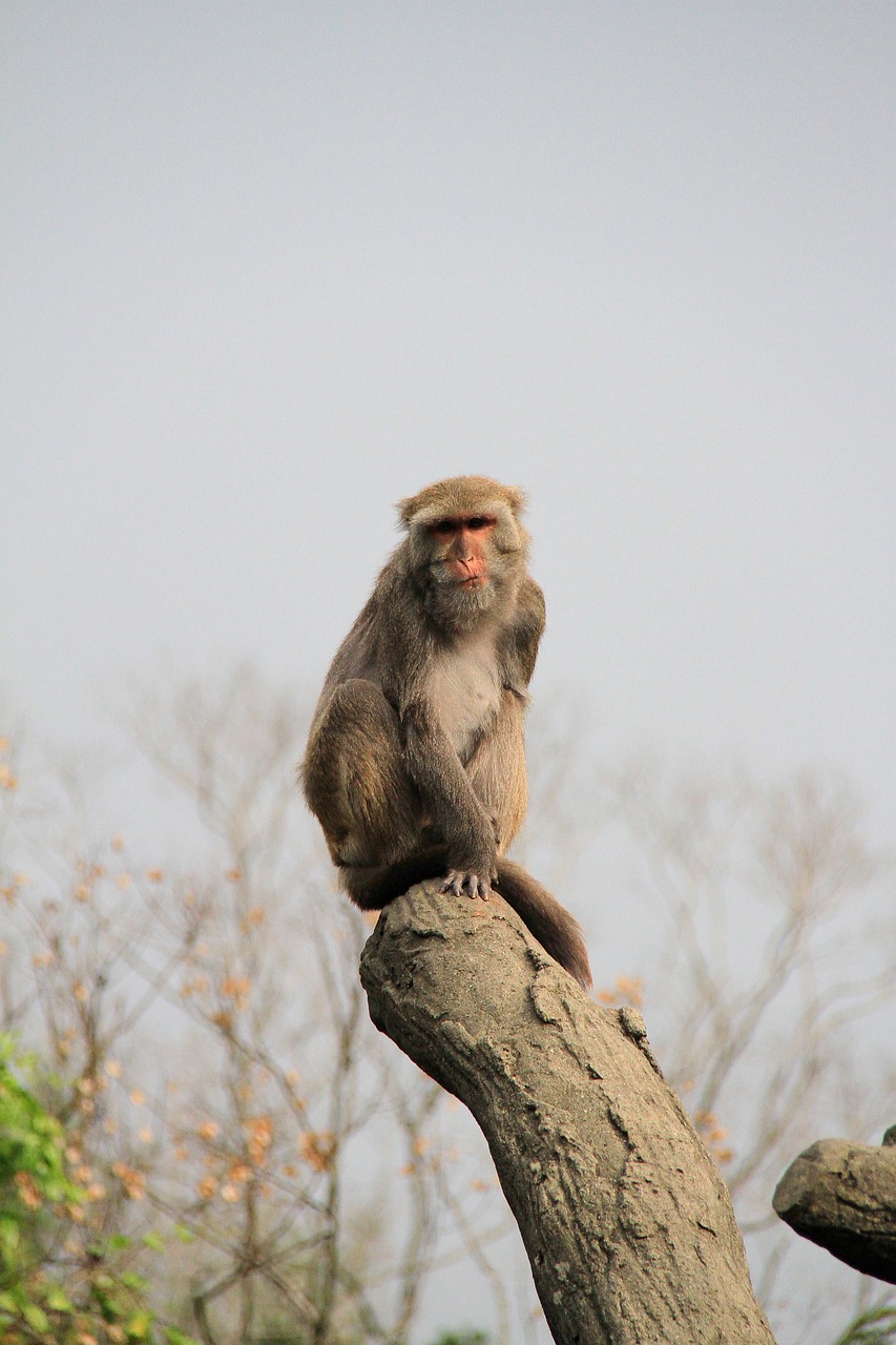 ape trunk high free photo