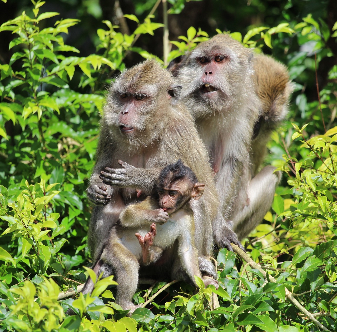 ape monkey baby mauritius free photo