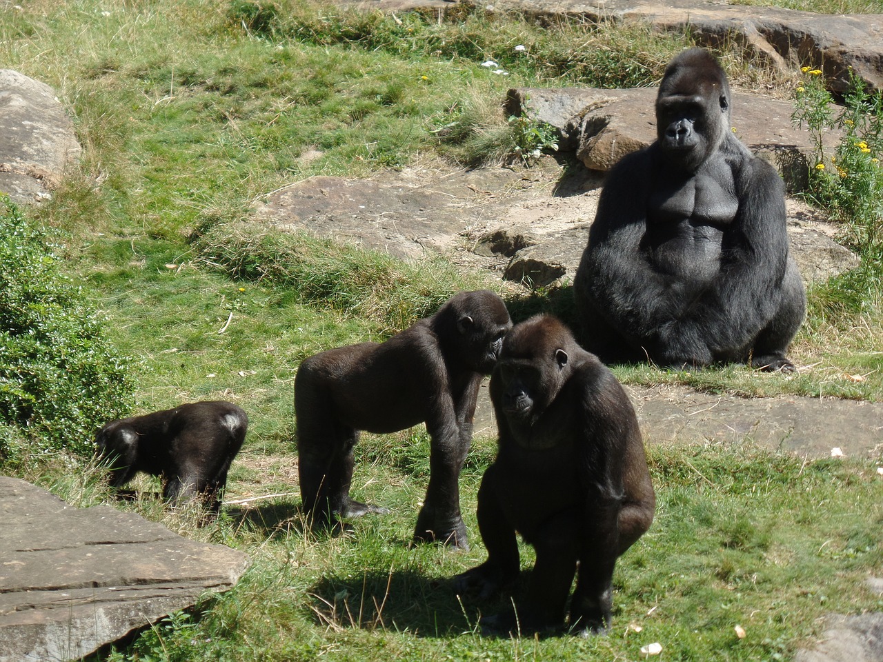 ape gorilla gorilla family free photo