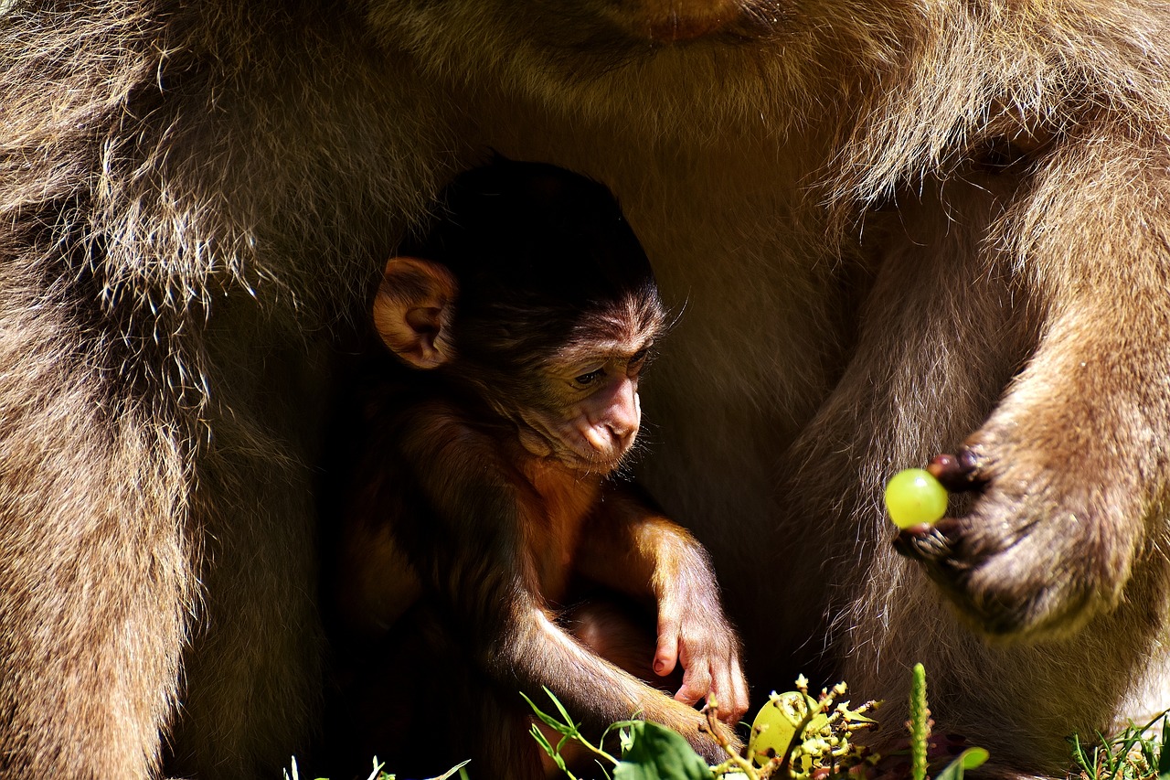 ape baby monkey barbary ape free photo