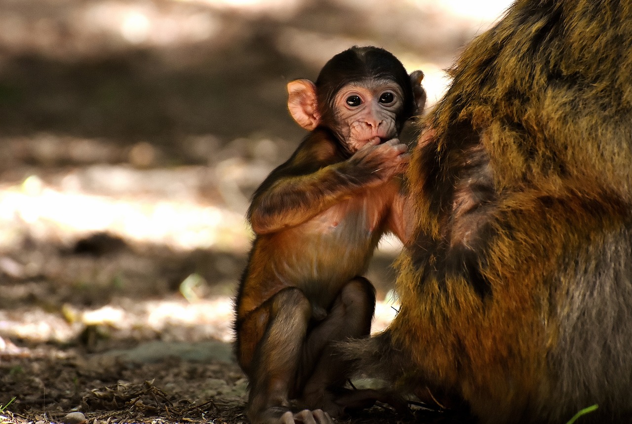 ape baby monkey barbary ape free photo