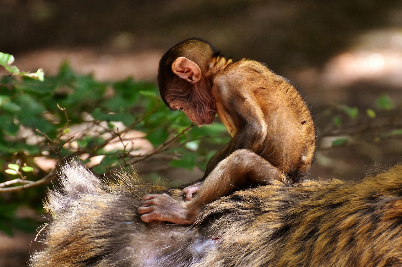 ape baby monkey barbary ape free photo