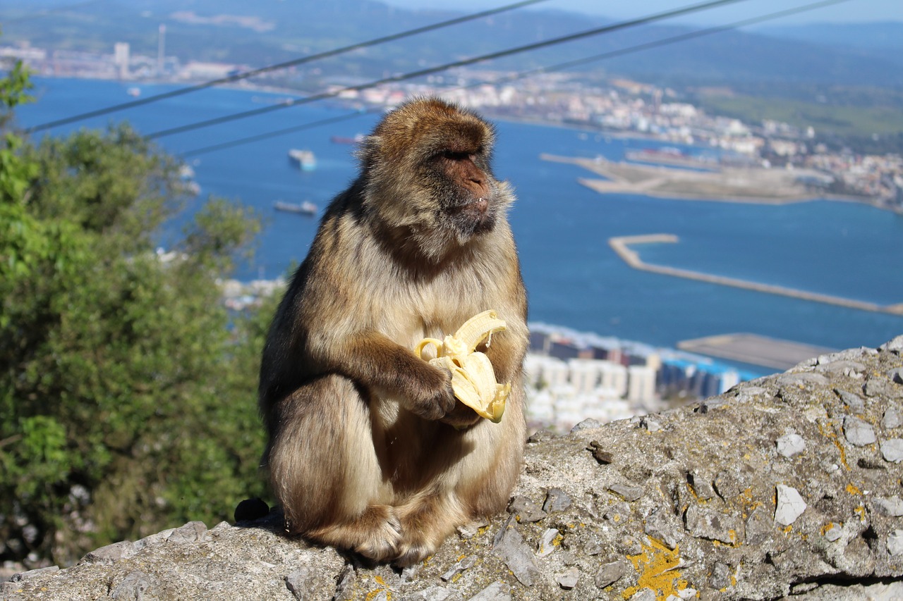 ape banana gibraltar free photo