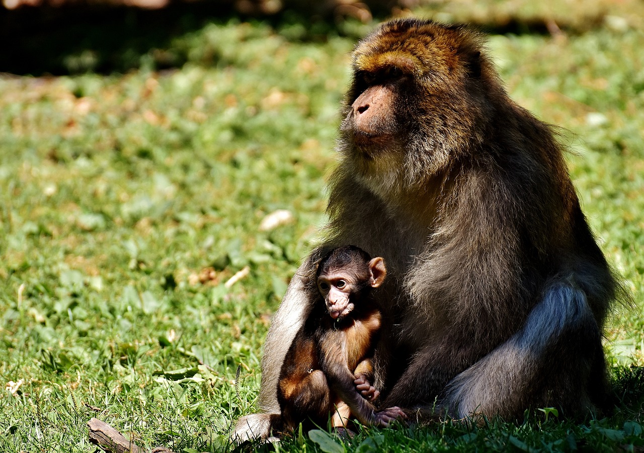 ape baby monkey barbary ape free photo