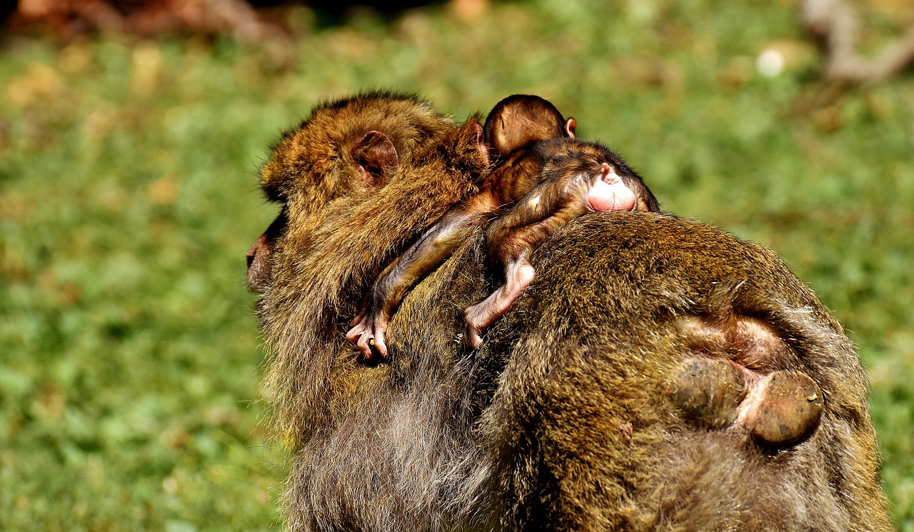 ape baby monkey barbary ape free photo