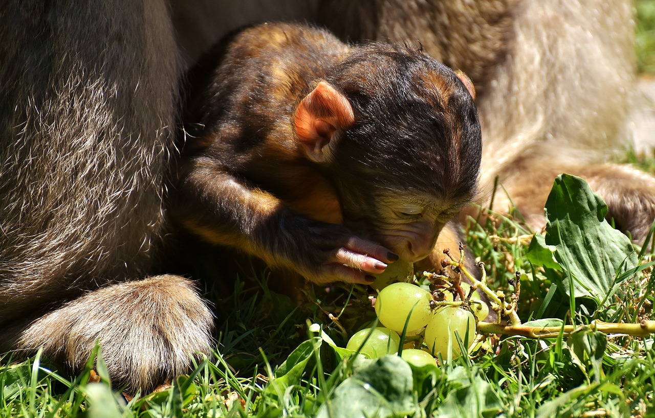 ape baby monkey grapes free photo