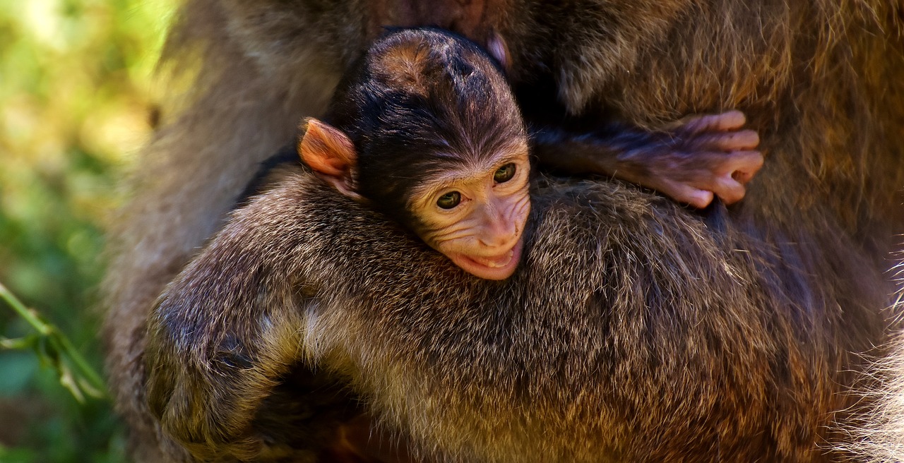 ape baby monkey curious free photo
