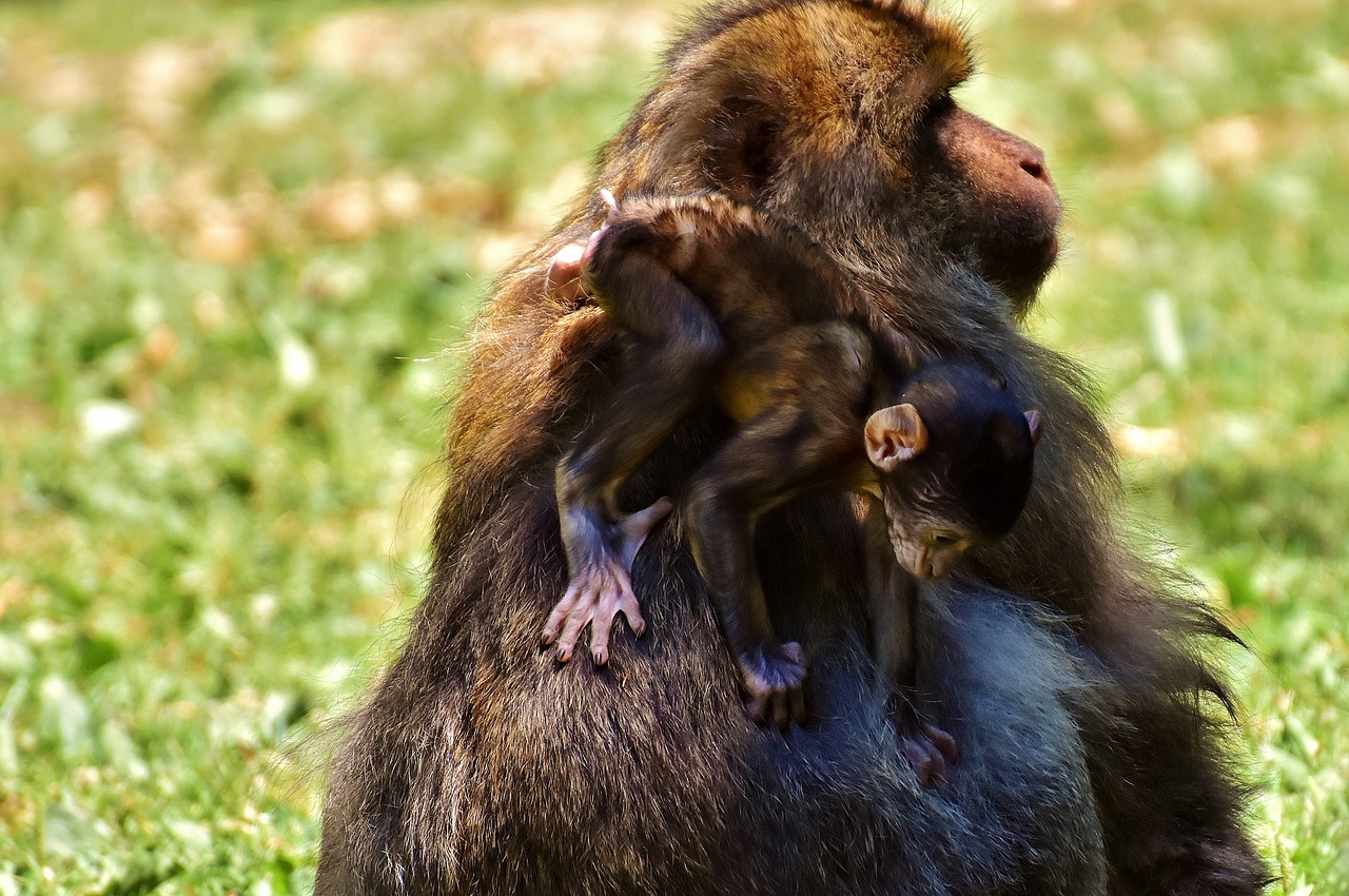 ape baby monkey barbary ape free photo