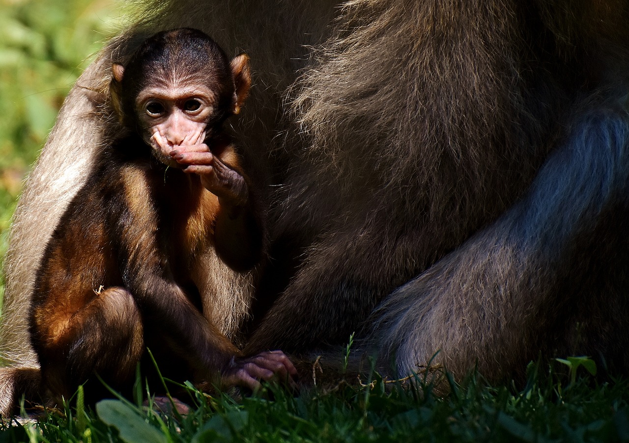 ape barbary ape baby monkey free photo