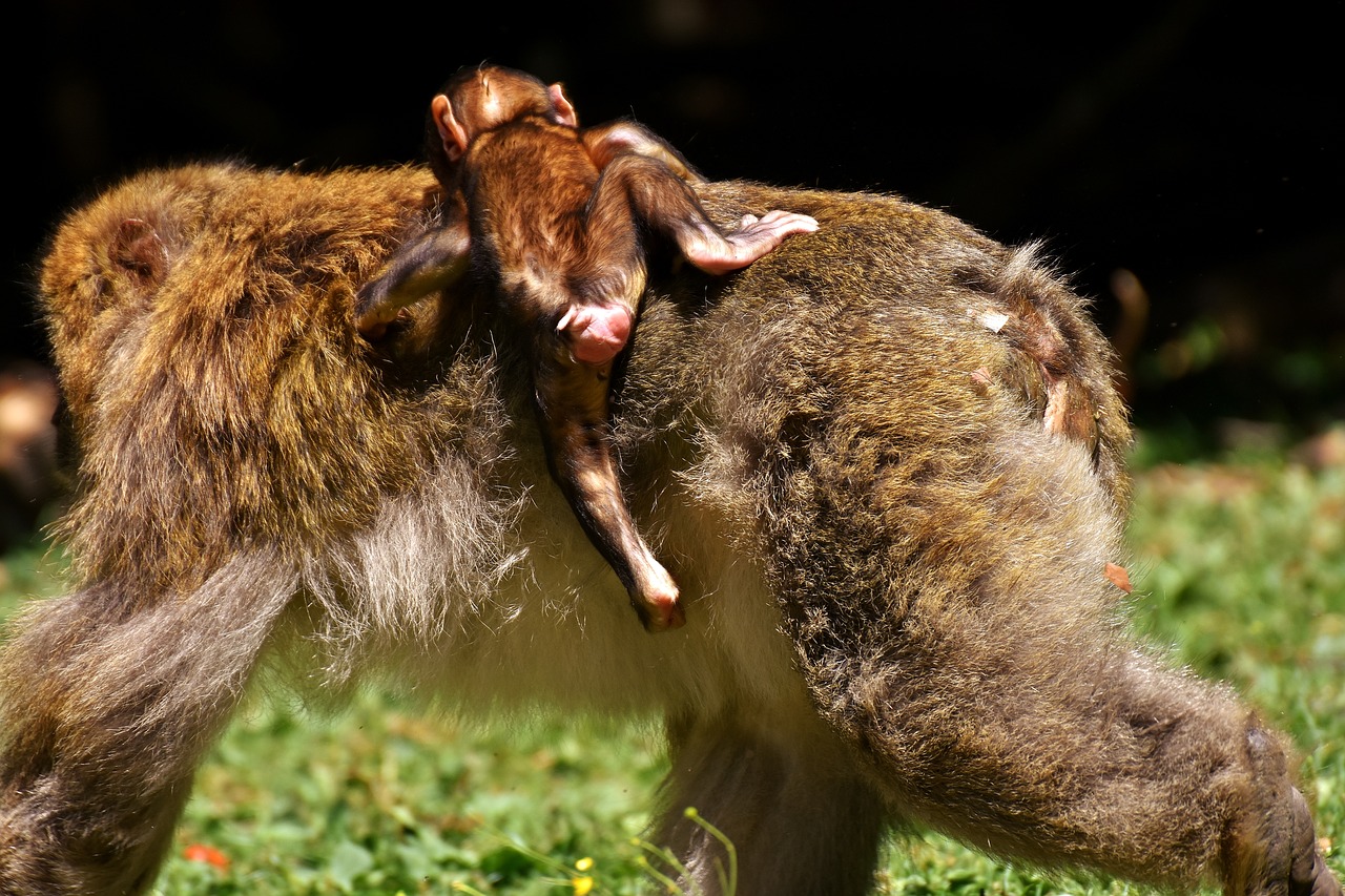 ape baby monkey barbary ape free photo