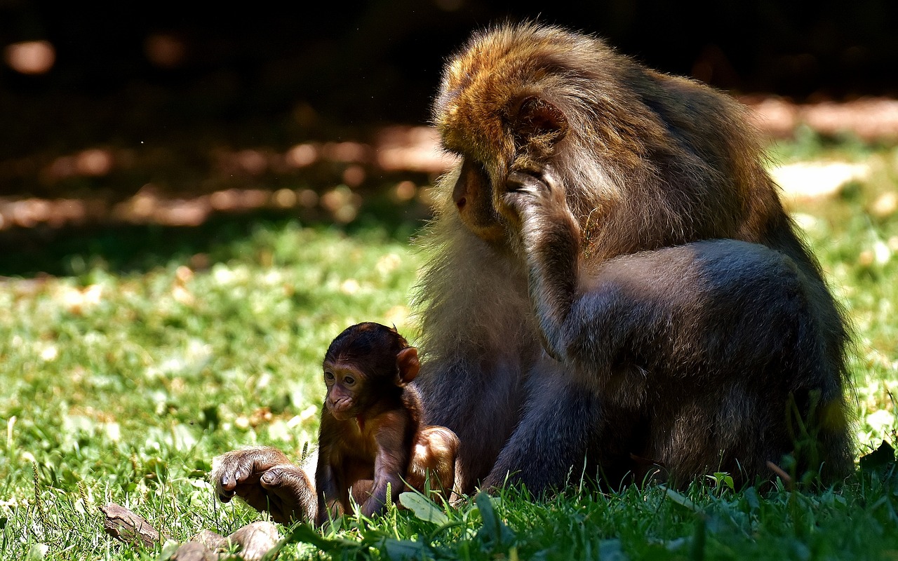 ape baby monkey barbary ape free photo