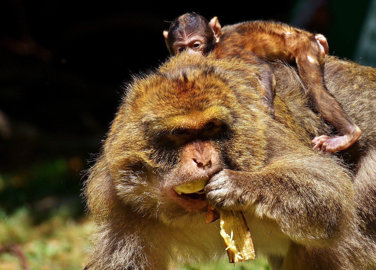 ape baby monkey barbary ape free photo