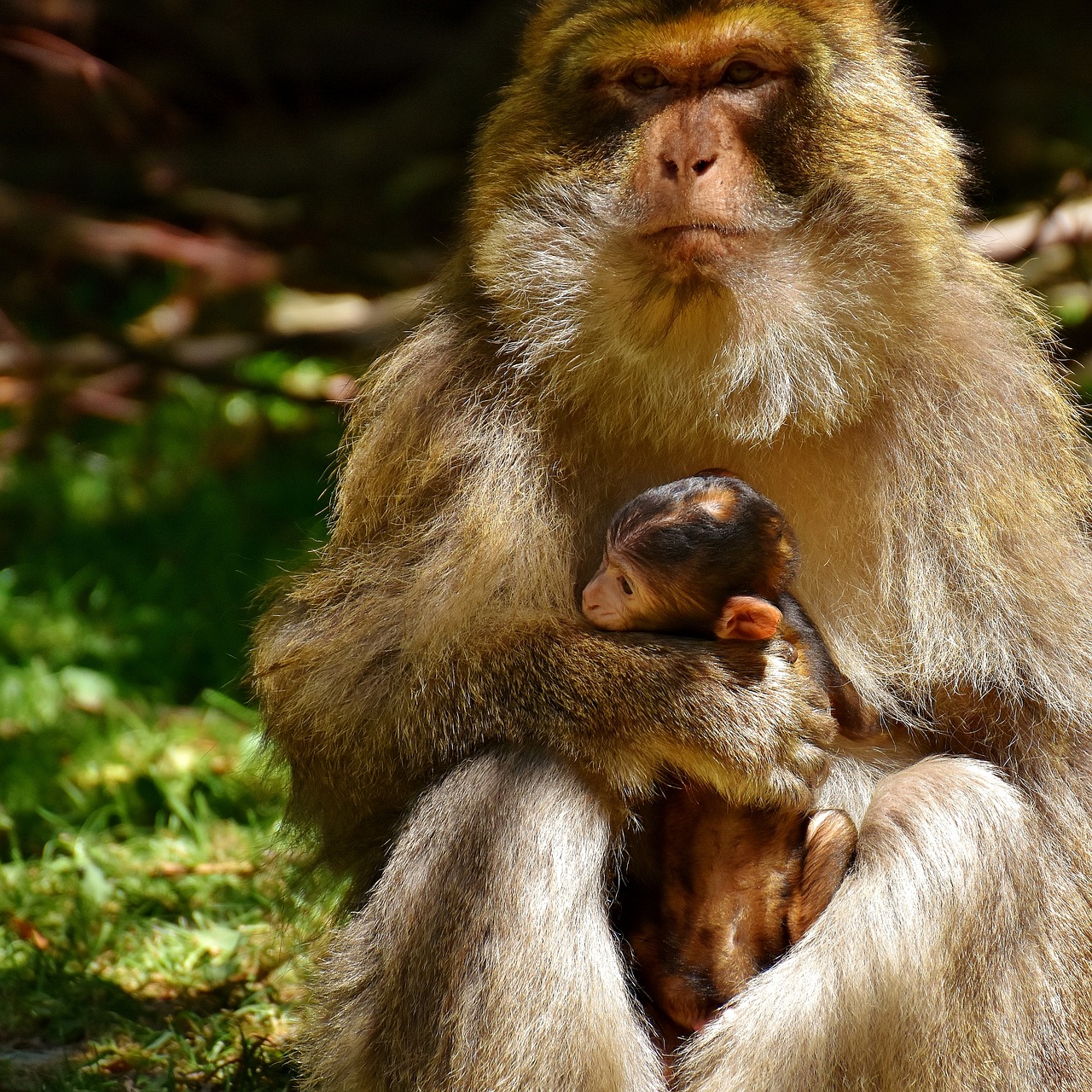 ape baby monkey barbary ape free photo