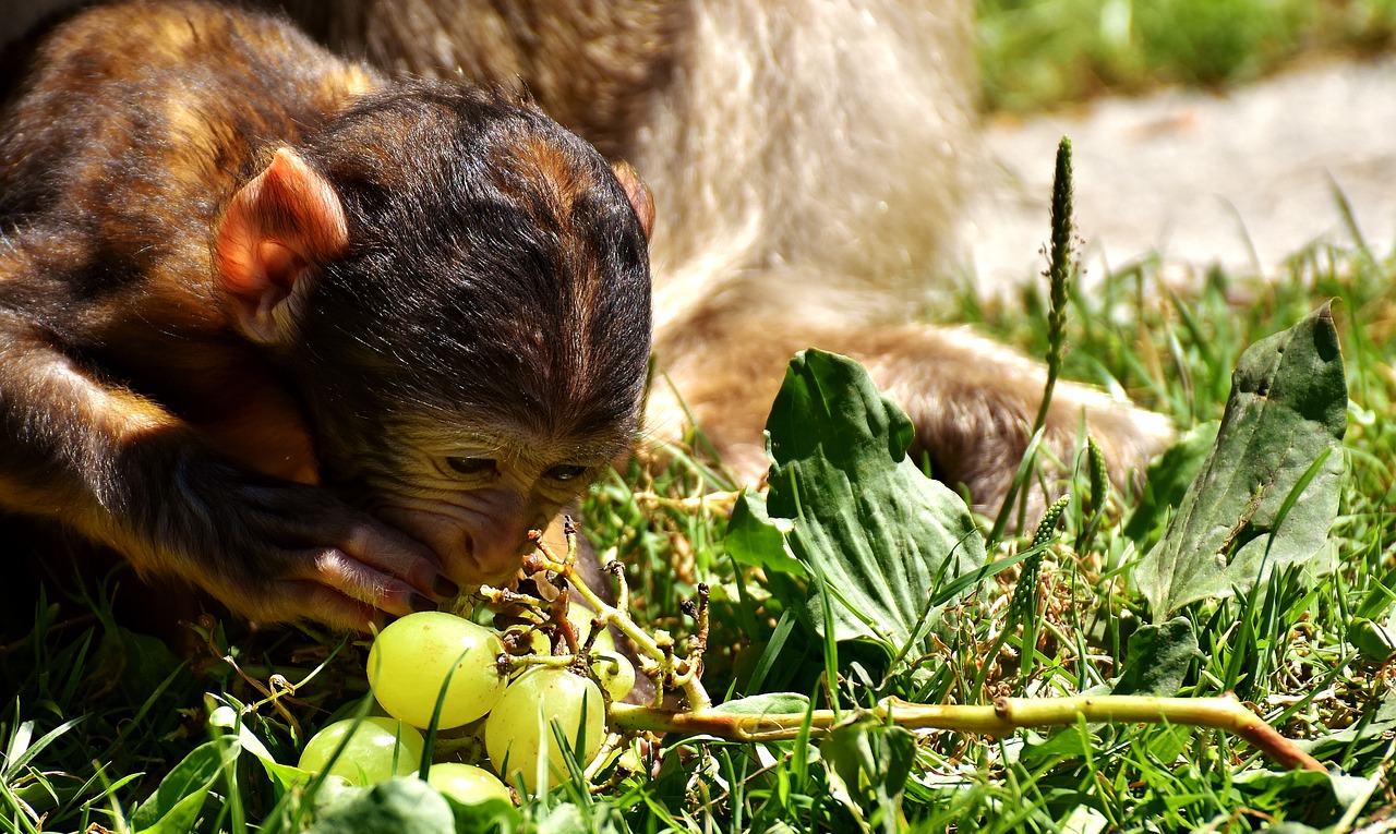 ape baby monkey barbary ape free photo