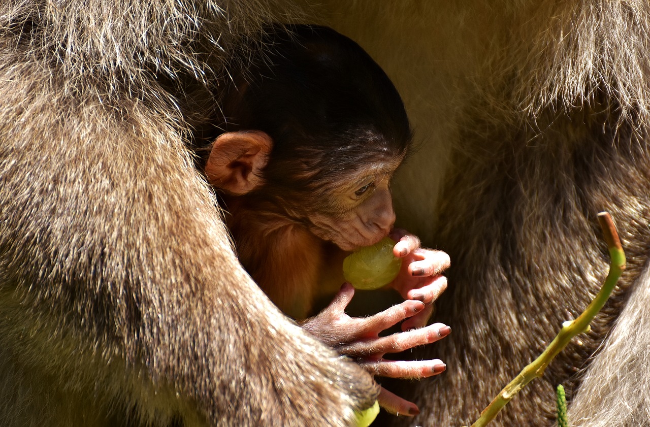 ape baby monkey barbary ape free photo