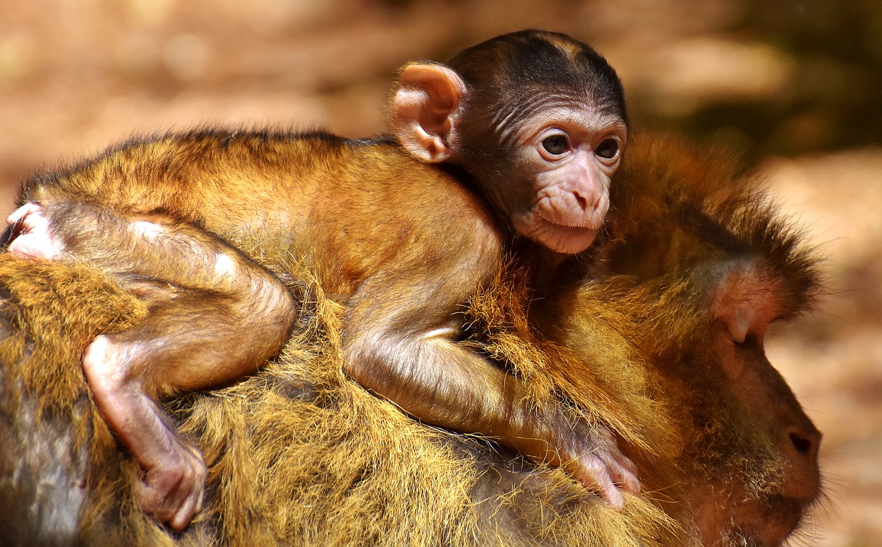 ape baby monkey barbary ape free photo