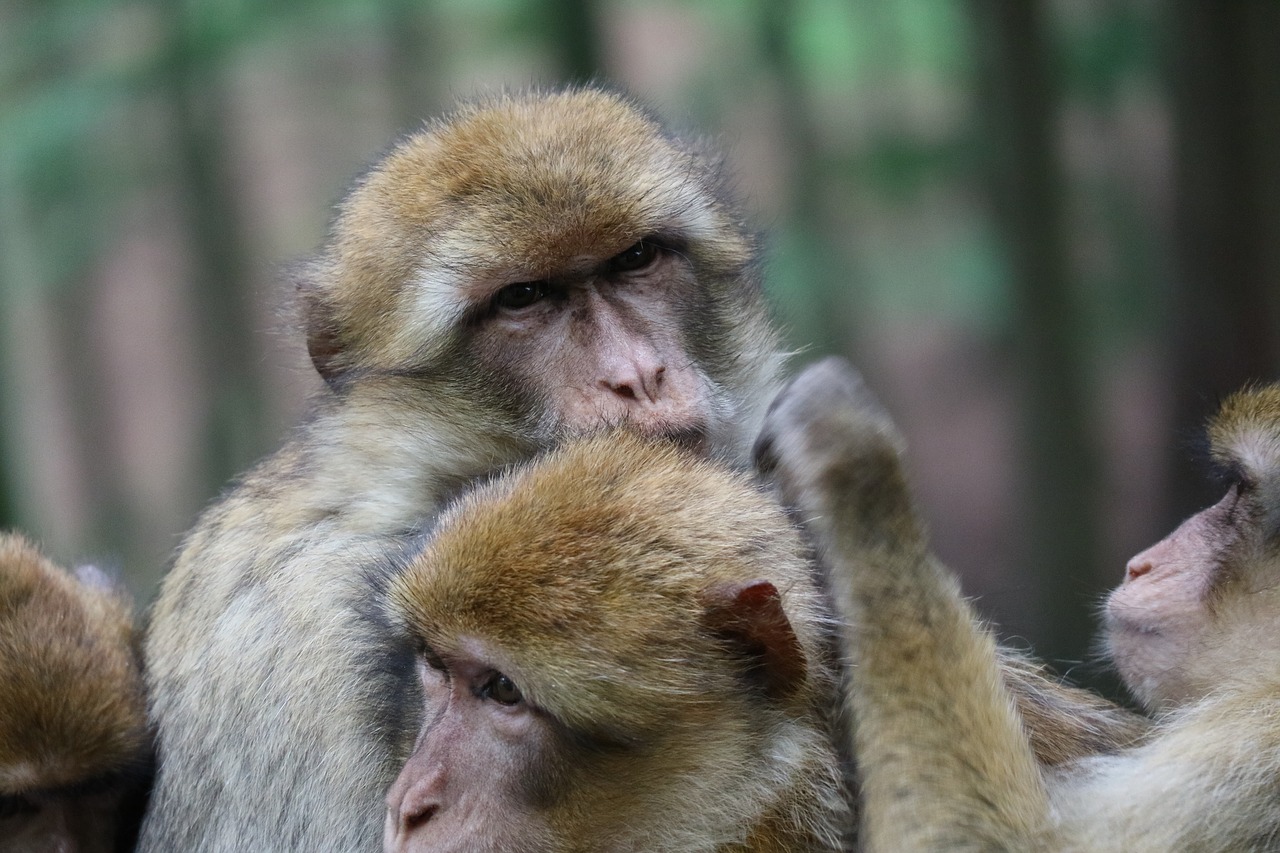 ape animals snuggle free photo